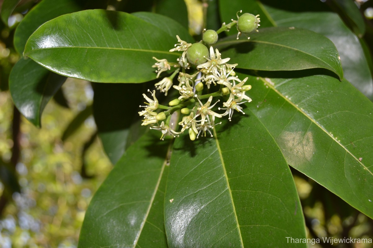 Acronychia pedunculata (L.) Miq.